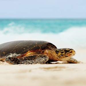 Fregate Island Private - Luxury Seychelles Honeymoon Packages - Hawksbill turtle