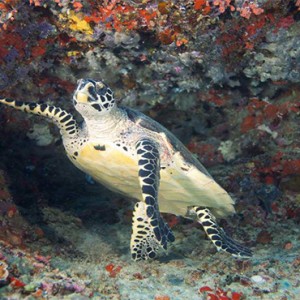 Hideaway Beach Resort and Spa - Luxury Maldives honeymoon packages - sea turtle