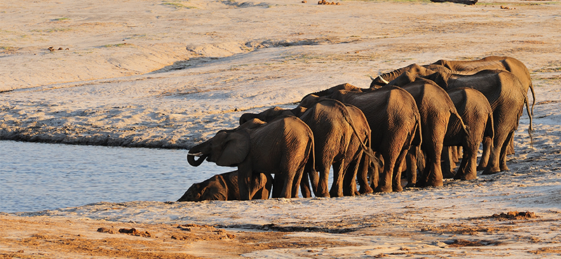 Hwange National Park - Top Safaris for your honeymoon