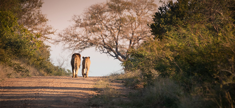 Kruger National Park - Top Safaris for your honeymoon