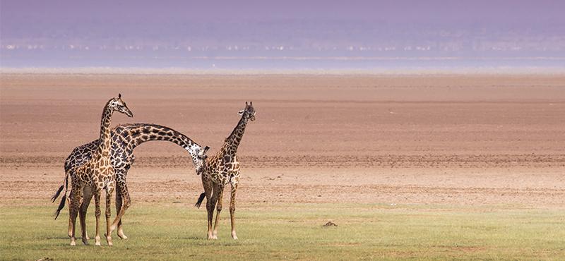 Lake Manyara National Park - Top Safaris for your honeymoon