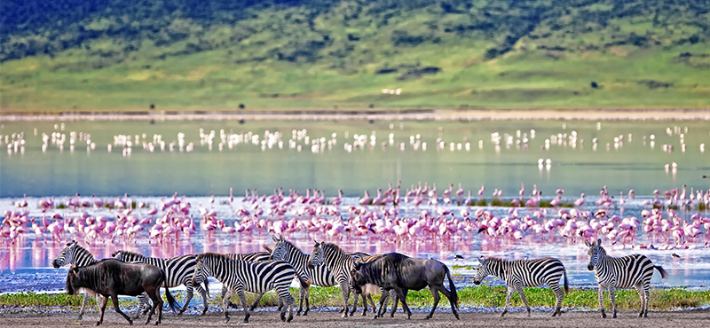 Maasai Mara - Top Safaris for your honeymoon