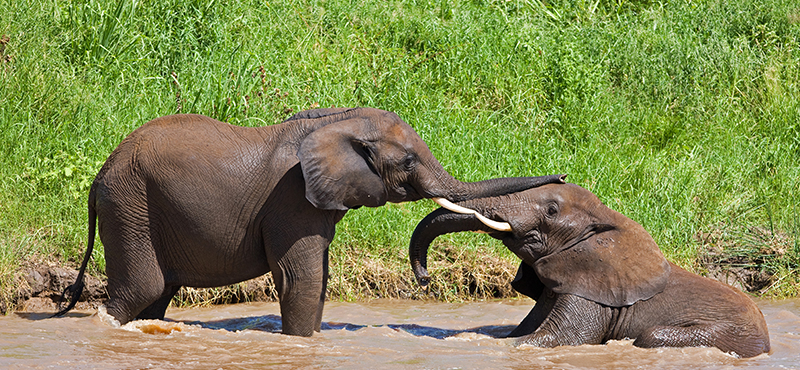 Tarangire National Park - Top Safaris for your honeymoon