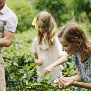 Tea Plantation Visit Anantara Kalutara Sri Lanka Holidays