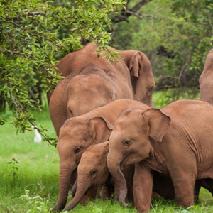 Shangri-La’s Hambantota Resort and Spa - Luxury Sri Lanka Honeymoon Packages - elephants