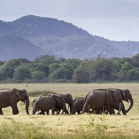 Sri Lanka Honeymoon Packages Sri Lanka Tour Minneriya National Park