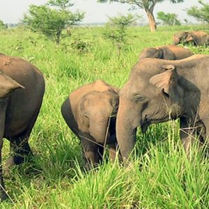 Sri Lanka Honeymoon Packages Centauria Wild Udawalawe Park