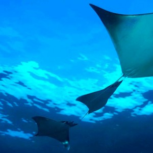 marine life- Dhigali Maldives - Luxury Maldives Honeymoon Packages