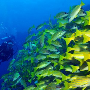 scuba diving - Dhigali Maldives - Luxury Maldives Honeymoon Packages