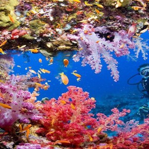 Marigot Beach Club - Luxury St Lucia honeymoon packages - scuba diving