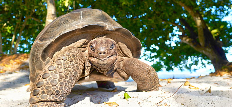 giant tortoise - 5 things you must see on your seychelles honeymoon - luxury seychelles honeymoon packages