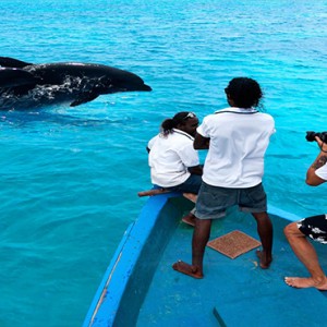 Cocoon Maldives - Luxury Maldives Honeymoon Packages - dolphin watching