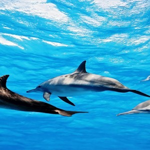 Cocoon Maldives - Luxury Maldives Honeymoon Packages - dolphins