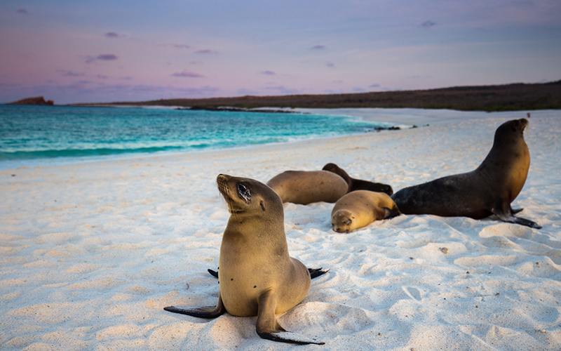 galapagos - Romantic destinations in South America - luxury south america honeymoon packages