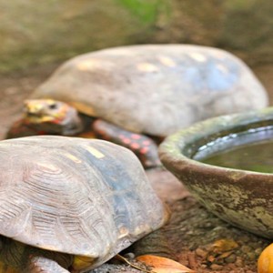 Southfield Estate Resort - Luxury St Lucia honeymoon Packages - tortoises