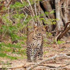 Uga Chena Huts Yala - Luxury Sri Lanka Honeymoon packages - Ruhuna National Park wildlife leopards