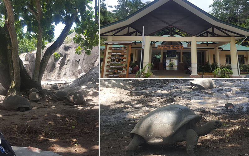 Vallee de Mai - verity visits the seychelles - luxury honeymoon packages