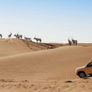 Al Maha Resort and Spa - Luxury Dubai Honeymoon Packages - Wildlife drive
