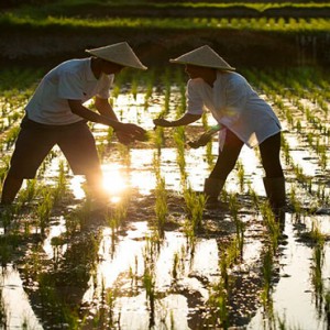 Alaya Ubud - Luxury Bali Honeymoon Packages - Rice planting