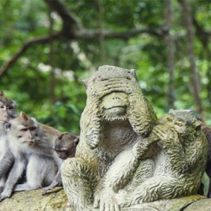 Alaya Ubud - Luxury Bali Honeymoon Packages - Sacred Monkey Forest