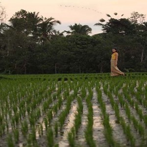 Alaya Ubud - Luxury Bali Honeymoon Packages - rice paddies