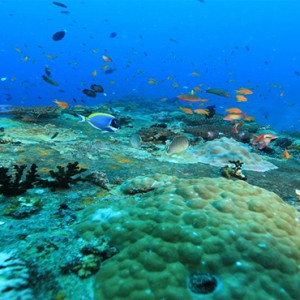 Angsana Ihuru Island - Luxury Maldives Honeymoon Packages - Coral reef