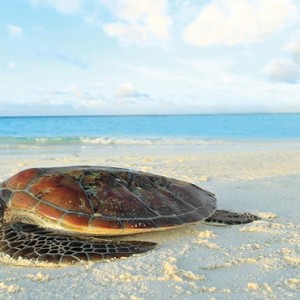 Angsana Ihuru Island - Luxury Maldives Honeymoon Packages - turtle on the beach