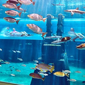 Aquarium Atlantis The Palm Dubai Dubai Honeymoons