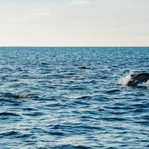 Dhawa Ihuru Maldives Maldives Honeymoon Packages Dolphin Cruise
