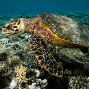 Dhawa Ihuru Maldives Maldives Honeymoon Packages Turtle