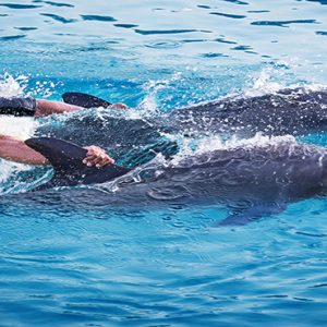 Dolphin Swim Atlantis The Palm Dubai Dubai Honeymoons