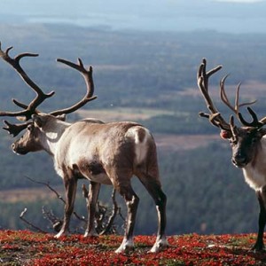 Kakslauttanen Arctic Resort - Luxury Finland Honeymoon Packages - Reindeers