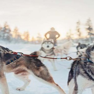 Kakslauttanen Arctic Resort - Luxury Finland Honeymoon Packages - husky safari