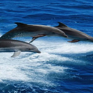 Luxury Mauritius Honeymoon Packages - Lux* Belle Mare - dolphin watching