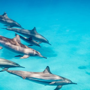 Mauritius Honeymoon Packages Shanti Maurice Resort & Spa Dolphins