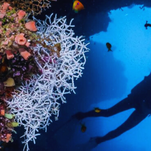 COMO Cocoa Island Maldives Honeymoon Packages Scuba Diving