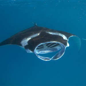 Hurawalhi Island - Luxury Maldives Honeymoon Packages - manta rays