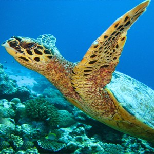 JA Manafaru - Luxury Maldives honeymoon packages - marine life