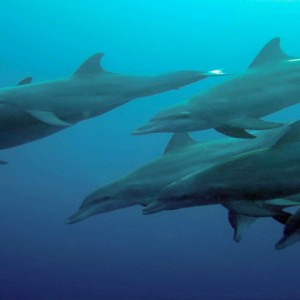 Kuramathi Maldives - Luxury Maldives Honeymoon Packages - Dolphins