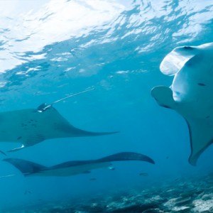 Kuramathi Maldives - Luxury Maldives Honeymoon Packages - stingrays