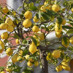 Le Sirenuse - Luxury Italy Honeymoon Packages - lemon tree