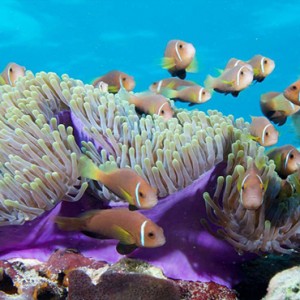 Lily Beach Resort and Spa at Huvahendhoo - Luxury Maldives Honeymoon Packages - coral reef
