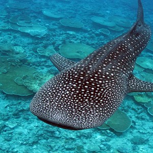 Lux South Ari Atoll - Luxury Maldives Honeymoon Packages - Whale shark experience