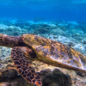 OBLU by Atmosphere at Helengali - Luxury Maldives Honeymoon Packages - Atmosphere Aqua club marine life3