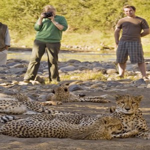 Samara Private Game Reserve - Luxury South Africa Honeymoon Packages - Cheetah walk