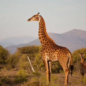 Samara Private Game Reserve - Luxury South Africa Honeymoon Packages - Giraffe