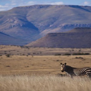 Samara Private Game Reserve - Luxury South Africa Honeymoon Packages - Zebra