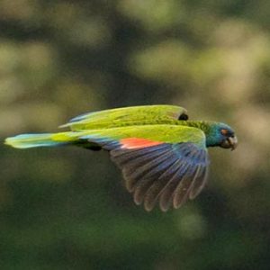 St Lucia Honeymoon Packages Jade Mountain Bird Watching