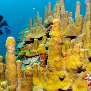 St Lucia Honeymoon Packages Jade Mountain Scuba Diving