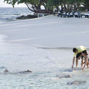 Vivanta By Taj - Coral Reef - Luxury Maldives Honeymoon Packages - Stingray feeding